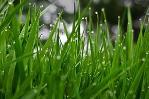 Tönkremehet a gyep a sok esőtől?