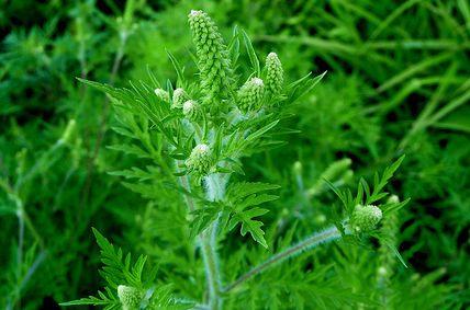 Már csak 2 hét van a parlagfű első kaszálására!