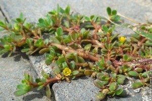 Ingyen nő az udvarban, isteni pesztó készíthető belőle