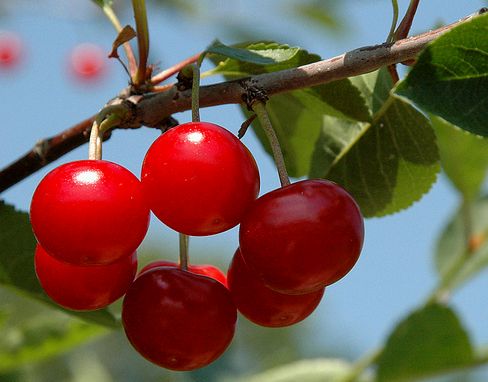 Dupla áron megy a meggy