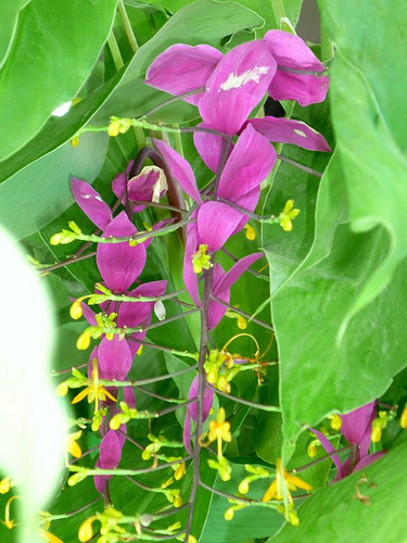 Mi a Csüngő cérnavirág titka?