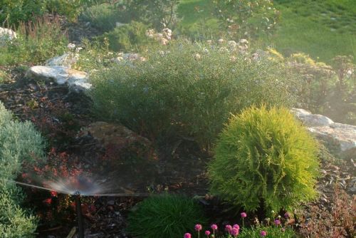 Krizantém: ha ezekre figyelsz, tele lesz virággal