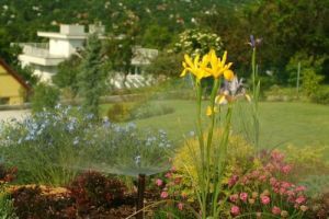 Hogyan varázsolhatjuk zöld oázissá a kertünket?