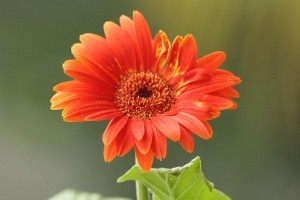 Hogyan neveljünk gerberát?