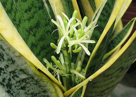 Krizantém: ha ezekre figyelsz, tele lesz virággal