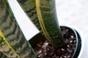 A legkatonásabb virág: Szanszeviéria