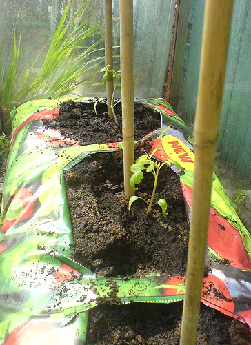 Krizantém: ha ezekre figyelsz, tele lesz virággal