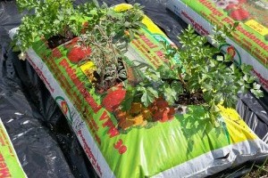 Hogyan termesszünk zsákos paradicsomot?