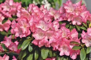 Rhododendron szaporítása egyszerűen: kezdők is bátran belevághatnak