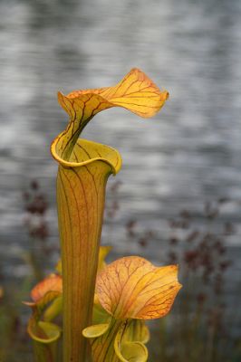 Hogyan neveljük a Kürtvirágot (Sarracenia)?