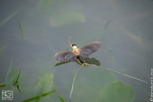 Később, de beindult a tiszavirágzás!