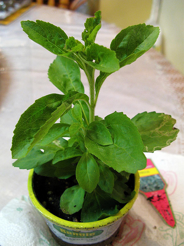 Krizantém: ha ezekre figyelsz, tele lesz virággal