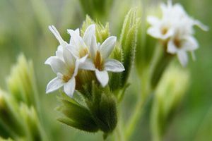 Hogyan főzzünk sztíviával?- 5 különleges, sztíviával készült recept!