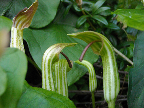 Ismerjük meg a Közönséges kígyókontyot (Arisarum vulgare)!