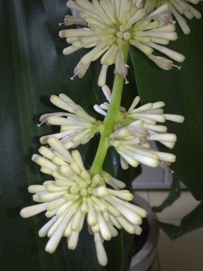 Krizantém: ha ezekre figyelsz, tele lesz virággal