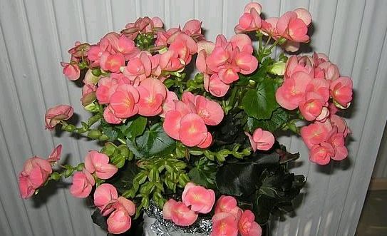 Krizantém: ha ezekre figyelsz, tele lesz virággal