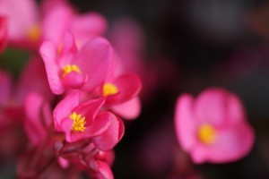 Hogyan gondozzuk a karácsonyi begóniát?