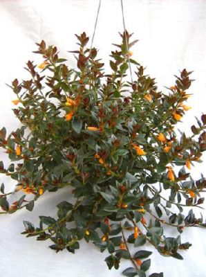 Krizantém: ha ezekre figyelsz, tele lesz virággal