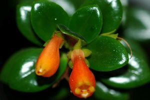 Mit kell tudni az aranyló Nematanthusról?