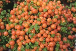 Hogyan legyen szép korallbogyónk?