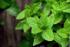 Menta termesztése: ezekről ne feledkezz meg!