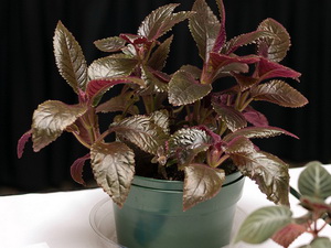 Hogyan gondozzuk a Nautilocalyx virágot?