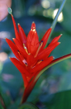 Hogyan gondozzuk az egzotikus Musa coccinea virágot?