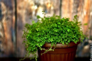 Így lesz dús és egészséges a párnafű (Soleirolia soleirolii)!