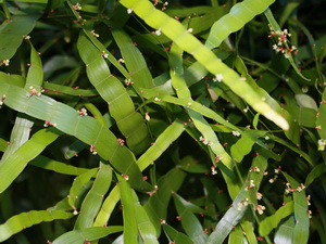 Homalocladium platycladum - egy különleges dísznövény