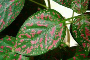 Milyen virág a vidám szeplősarc?