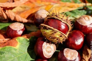 Ismerjük meg a fákat: vadgesztenye