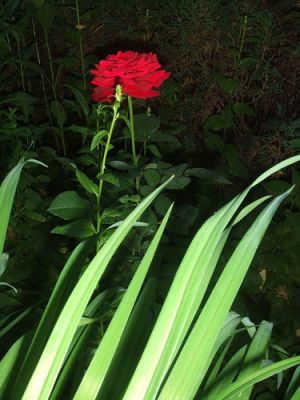 Krizantém: ha ezekre figyelsz, tele lesz virággal