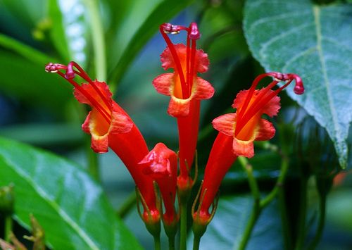 Mit kell tudni a Gesneria szobanövényről?