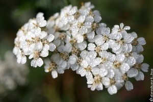 Közönséges cickafark: nem gyom, hanem gyógynövény