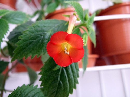 Krizantém: ha ezekre figyelsz, tele lesz virággal