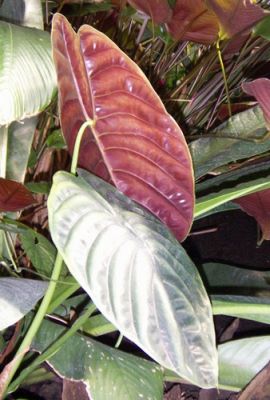 Milyen talajba ültessük az elefántfület (Alocasia x amazonica)?