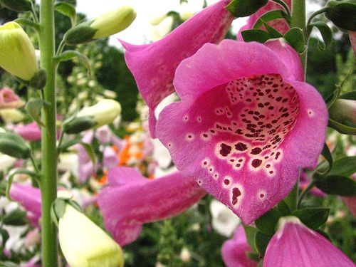 Milyen virág a Tetranema roseum?