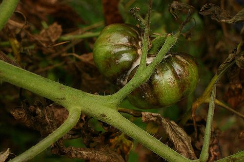 Hogyan bírkózzunk meg a paradicsom és a burgonya korai ragyásodásával?