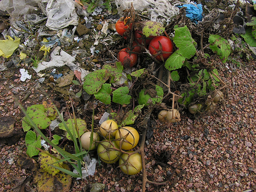 Mitől rothadhat a paradicsom?