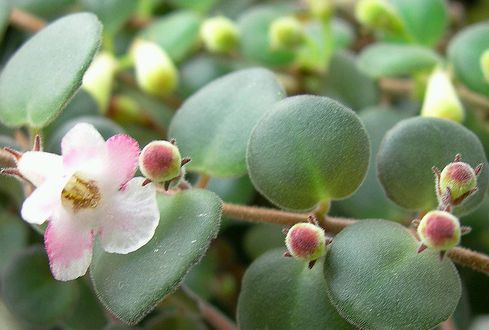 Hogyan lehet szép Codonanthe virágunk?