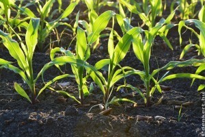 Így lesz rengeteg csemegekukoricánk