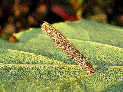 Ismerjük meg a zsákhordó lepkét!