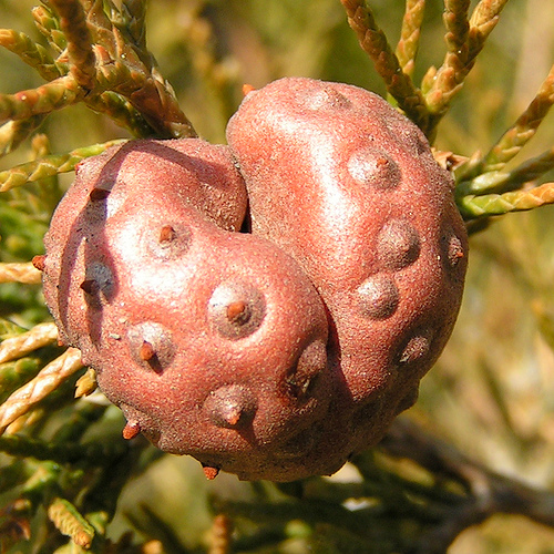 A borókát megtámadó rozsdagomba (G. juniperi-virginianae)