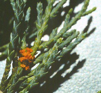 A galagonyát megtámadó rozsdagomba (G. globosum)