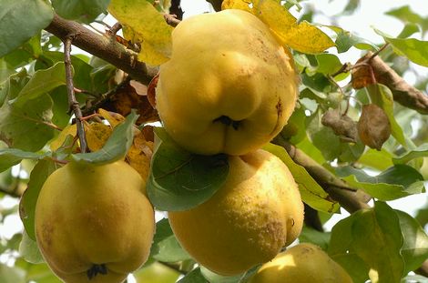 A birsalmát megtámadó rozsdagomba (G. clavipes)