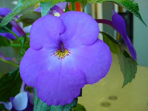 A mesevirág egyik csodálatos változata - Achimenes longiflora