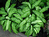 Miért szeretjük annyira a rákvirágot (Aglaonema)?