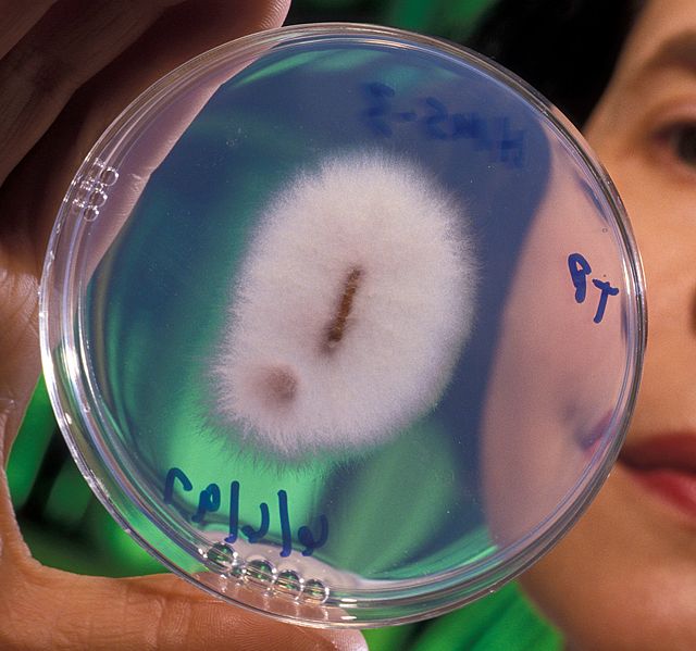 A kabakosok vagy tökfélék Fusarium betegsége