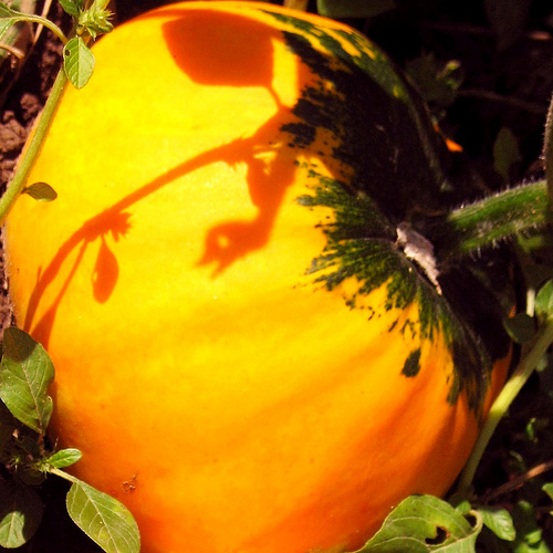 A tök fitoftóra termésrothadása