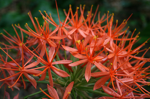 Krizantém: ha ezekre figyelsz, tele lesz virággal